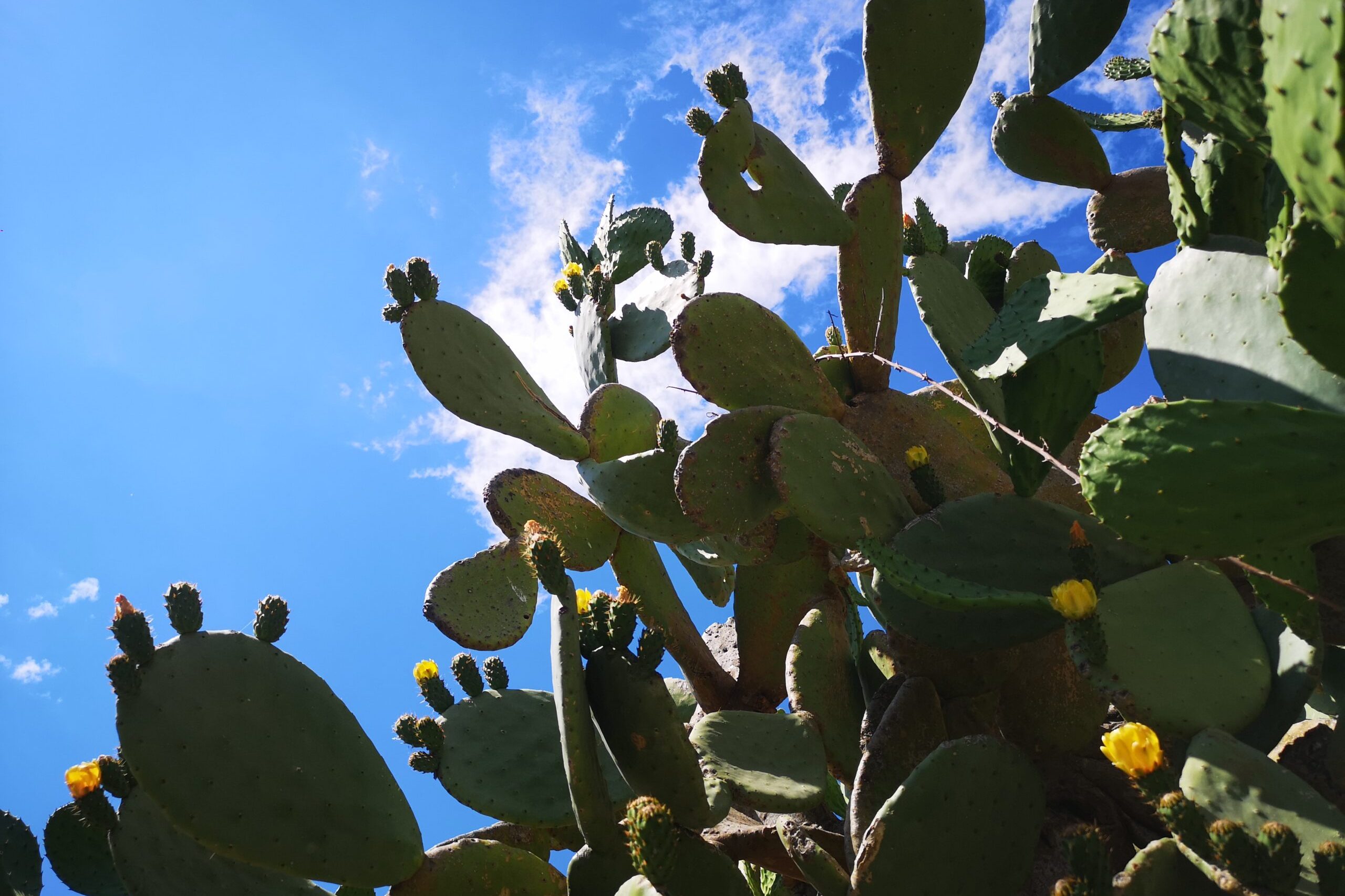 Sicilia - Fichi d'India